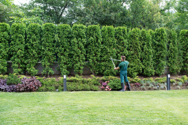 Best Hedge Trimming  in Caldwell, NJ